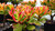Crassula ovata 'Sunset' - Geldbaum Topf 17 cm Höhe: 30 cm  Zimmerpflanzen
