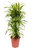 Dracaena fragrans 'Lemon Lime'- Drachenbaum Höhe: 110 cm  -  luftreinigenden Zimmerpflanzen