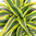 Dracaena fragrans 'Lemon Lime'- Drachenbaum -  luftreinigenden Zimmerpflanzen
