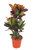 Codieaeum variegatum 'Petra' - Croton, Wunderstrauch Höhe: 110 cm Topf 27 cm