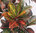 Codieaeum variegatum 'Petra' - Croton, Wunderstrauch Höhe: 110 cm