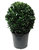 Euonymus japonicus Formschnitt Kugel Ø 25 cm - Japanspindel' Green Spire'