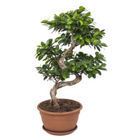 Ficus microcarpa 'Ginseng' -Chinesische-Feige -Bonsai Höhe 70 cm- Topf Ø 27 cm
