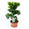 Ficus microcarpa 'Ginseng' -Chinesische-Feige -Bonsai Höhe 70 cm- Topf Ø 27 cm