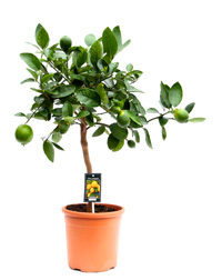 Citrus Aurantifolia - Limettenbaum XL Höhe 80 cm- Topf Ø 22 cm