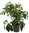 Helleborus orientalis  'Rubina'-  Lenzrose  rot gefüllt 15 cm Topf