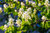 Amelanchier alnifolia 'Greatberry® Fruity' - Felsenbirne essbare Früchte