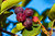 Amelanchier alnifolia 'Greatberry® Fruity' - Felsenbirne essbare Früchte