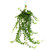 hedera helix  'Wonder' Efeu  als Blumenampel 17 cm Topf,  Höhe 50 cm