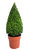 Buxus sempervirens - Buchsbaum Formschnitt Pyramide Höhe: 60+ cm