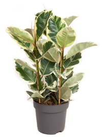 Ficus elastica 'Tineke' - Gummibaum buntlaubig Topf Ø 27 cm Höhe: 100 cm