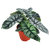 Alocasia 'Silver Dragon' - Elefantenohr Pflanze, Pfeilblatt - Rarität - Topf Ø 19 cm