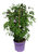 Wisteria Frutescens 'Amethyst Falls' - amerikanischer Blauregen Kletterpflanze