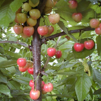 Kirsche 'Große Prinzessinkirsche'   - Halbstamm- alte Obstsorte  18. Jh.