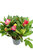 Rhododendron 'Gifie' - Weiß-Rote Blüten XXL