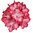 Rhododendron 'Gifie' - Weiß-Rote Blüten XXL