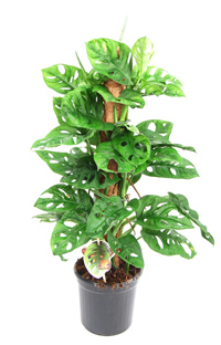 Monstera Monkey Leaf mit Moosstab - Fensterblatt -Lochpflanze Topf Ø 16 Höhe 75 cm
