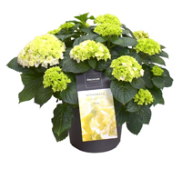 Hydrangea macrophyllus - Garten-Hortensie  weiß Topf 23 cm Höhe 45 cm viele Blüten