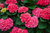 Hydrangea macrophyllus - Garten-Hortensie  rot Topf 23 cm Höhe 45 cm viele Blüten