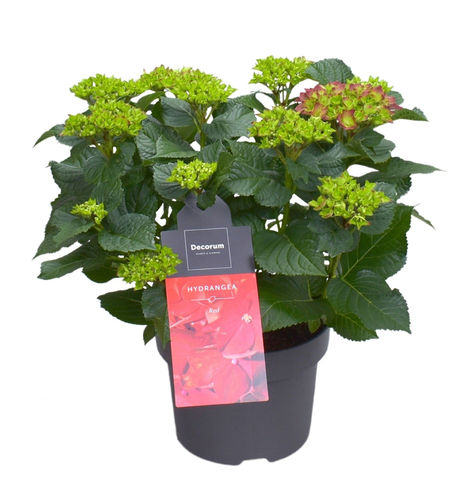 Hydrangea macrophyllus - Garten-Hortensie  rot Topf 23 cm Höhe 45 cm viele Blüten