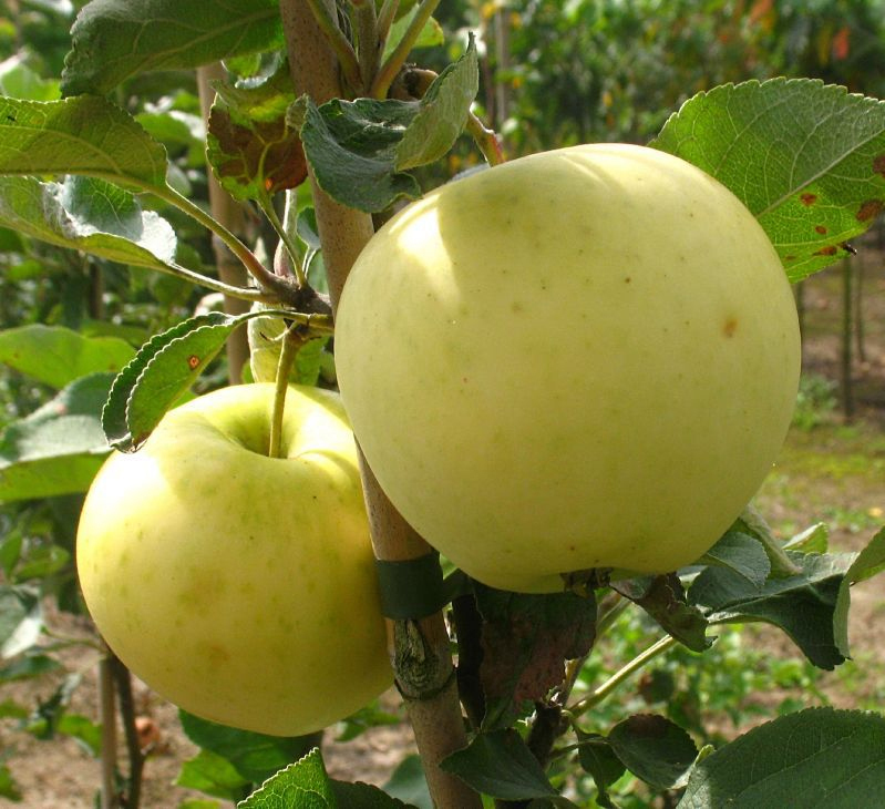 Apfel 'Weißer Klarapfel' M 111 - Halbstamm kaufen Online im Pflanzen Shop  Harro's Pflanzenwelt
