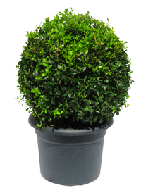 Buxus sempervirens - Buchsbaum Formschnitt Kugel Höhe: Durchmesser 32 cm
