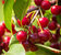 Sauerkirsche 'Morellenfeuer' - Selbstbefruchtend Prunus cerasus- Halbstamm