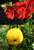 Zierquitte - Chaenomeles japonica 'Cido' Rot Zwergstrauch
