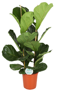 Ficus 'Lyrata' - Geigenfeige großlaubig Topf Ø 24 cm Höhe: 110 cm