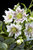 Helleborus orientalis Hello Perl' -  Weiß-rote Christrose , Lenzros 14 cm Topf