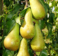 Birne 'Abate Fetel' Buschbaum - Alte Obstsorte (1870)