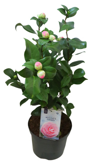 Camellia japonica rosa blühend - Japanische Kamelie - immergrün, winterhart bis -15"C
