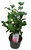 Camellia japonica rosa blühend - Japanische Kamelie - immergrün, winterhart bis -15"C