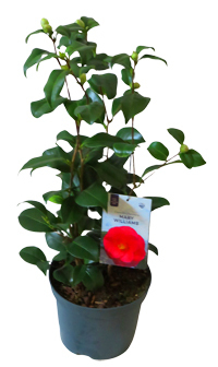 Camellia japonica rot blühend - Japanische Kamelie - immergrün, winterhart bis -15"C