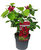 Calycanthus 'Hartlage Wine' -  Gewürzstrauch duftende rote Blüten