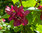 Calycanthus 'Hartlage Wine' -  Gewürzstrauch duftende rote Blüten