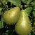Säulenbirne 'Conference' - Alte Obstsorte