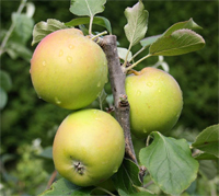 Apfel 'Holsteiner' Cox  - Halbstamm Alte  Sorte  1918