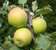 Apfel 'Holsteiner' Cox - Halbstamm Alte Sorte 1918