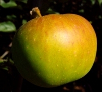 Apfel 'Jakob Lebel' MM 111 - Halbstamm - Alte Apfelsorte 1900