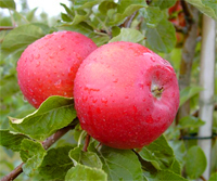 Apfel 'Santana' ® MM 111 - Halbstamm Allergikergeeignet
