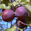 Pflaume  'Opal'  - Buschbaum - Alte Obstsorte
