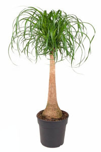 Beaucarnea recurvata Elefantenfuß  Zimmerpflanzen 120 cm
