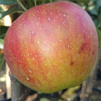 Apfel 'Kaiser Wilhelm' - Halbstamm Alte Apfelsorte 1841