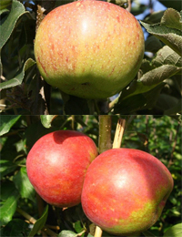 Duo Apfel Jonagold + Roter Boskoop - Buschbaum  - Zwei Sorten auf einem Stamm
