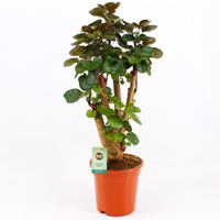 Polyscias 'Fabian'  - Fliederaralie Fabian -  Zimmerpflanzen