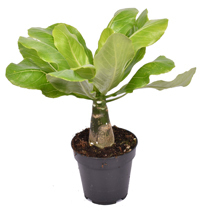 Brighamia insignis ‘Hawaii Palm’ -  Zimmerpflanzen