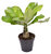 Brighamia insignis ‘Hawaii Palm’ - Zimmerpflanzen