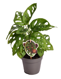 Monstera Monkey Leaf  - Fensterblatt -Lochpflanze Topf Ø 12 Höhe 45 cm