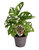 Monstera Monkey Leaf - Fensterblatt -Lochpflanze Topf Ø 12 Höhe 45 cm
